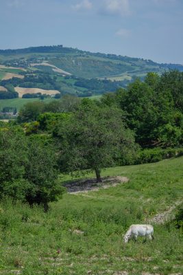 Pascolo bovino di chianina