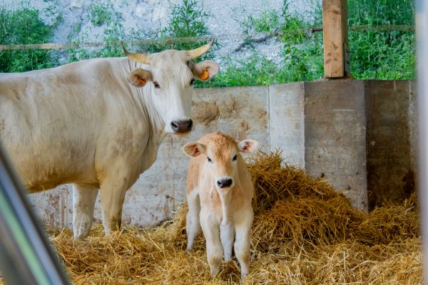 Pascolo bovino di chianina